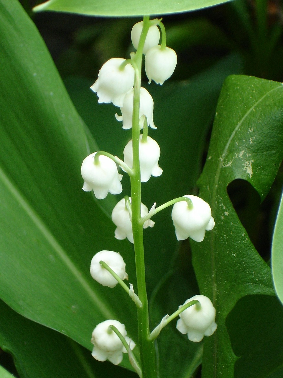 lily of the valley convallaria majalis asparagus plant free photo