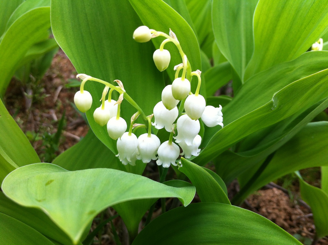 lily of the valley flowers nature free photo