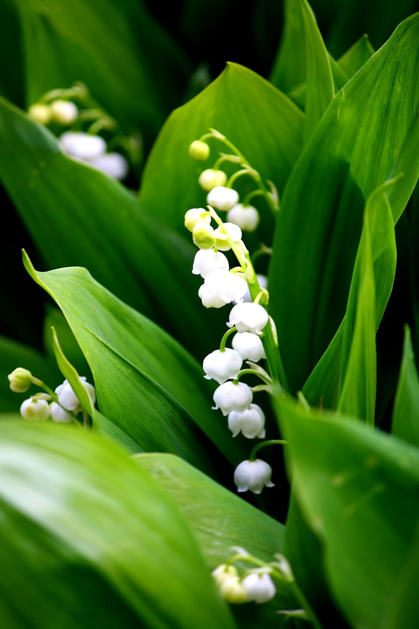 lily of the valley white fragrance free photo