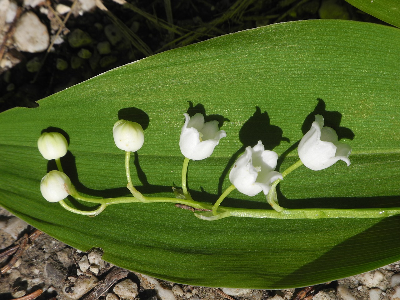 lily of the valley leaf white free photo