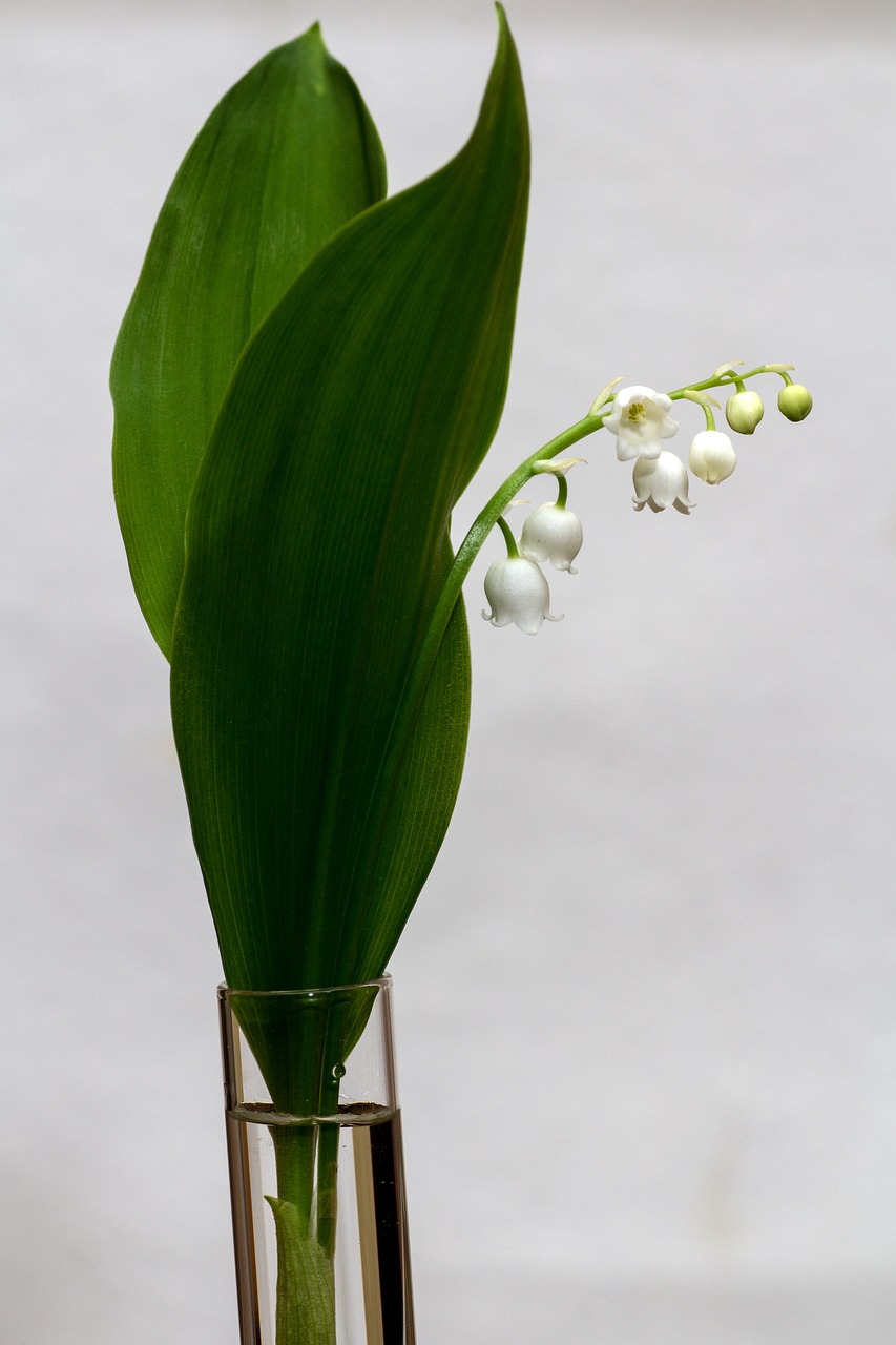 lily of the valley convallaria majalis spring free photo