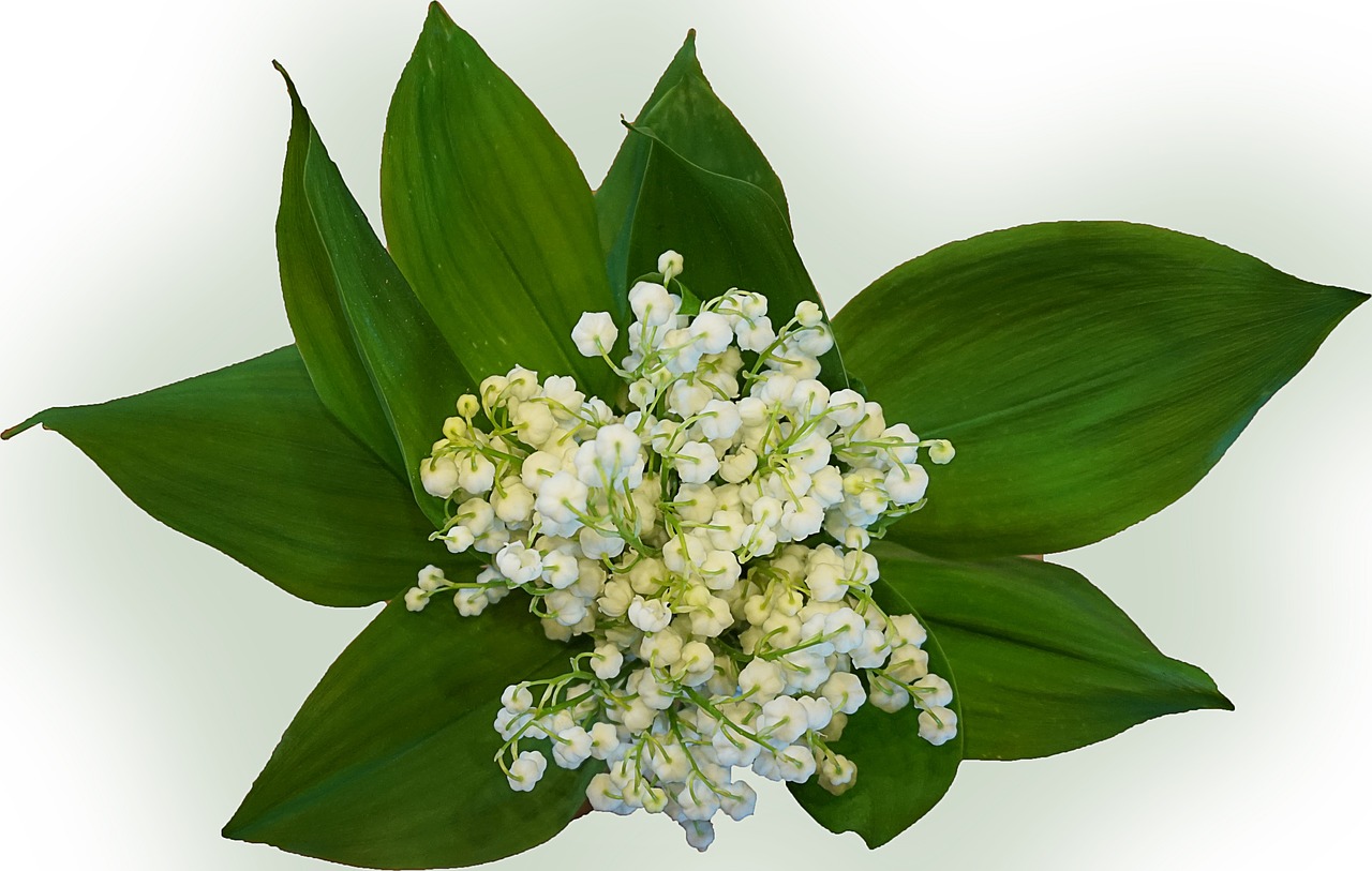 lily of the valley flower bouquet free photo