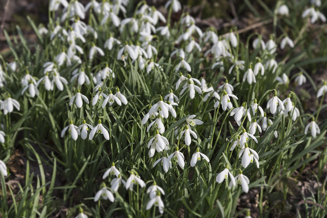 lily of the valley snowdrop flower white free photo