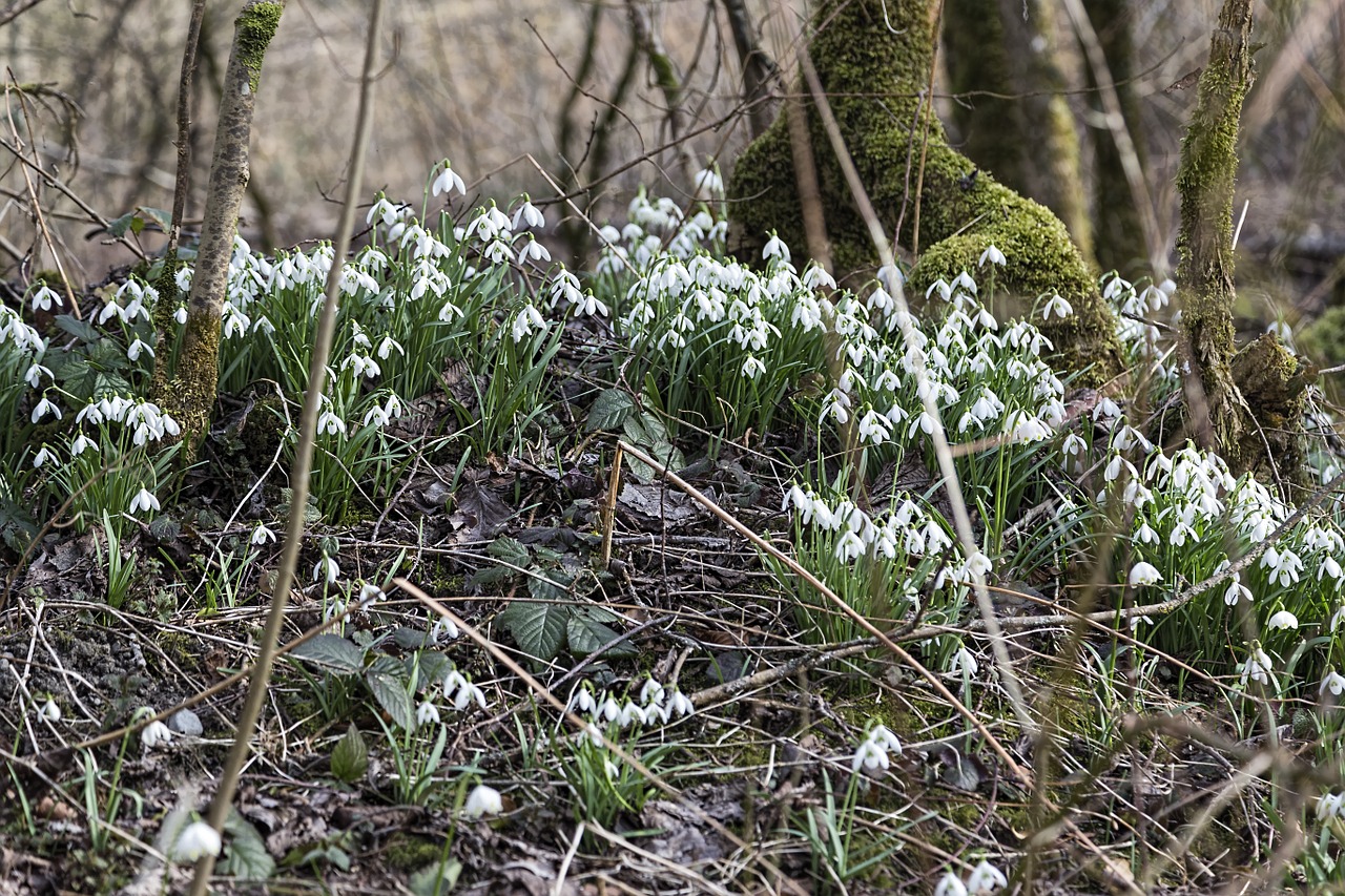 lily of the valley snowdrop flower white free photo