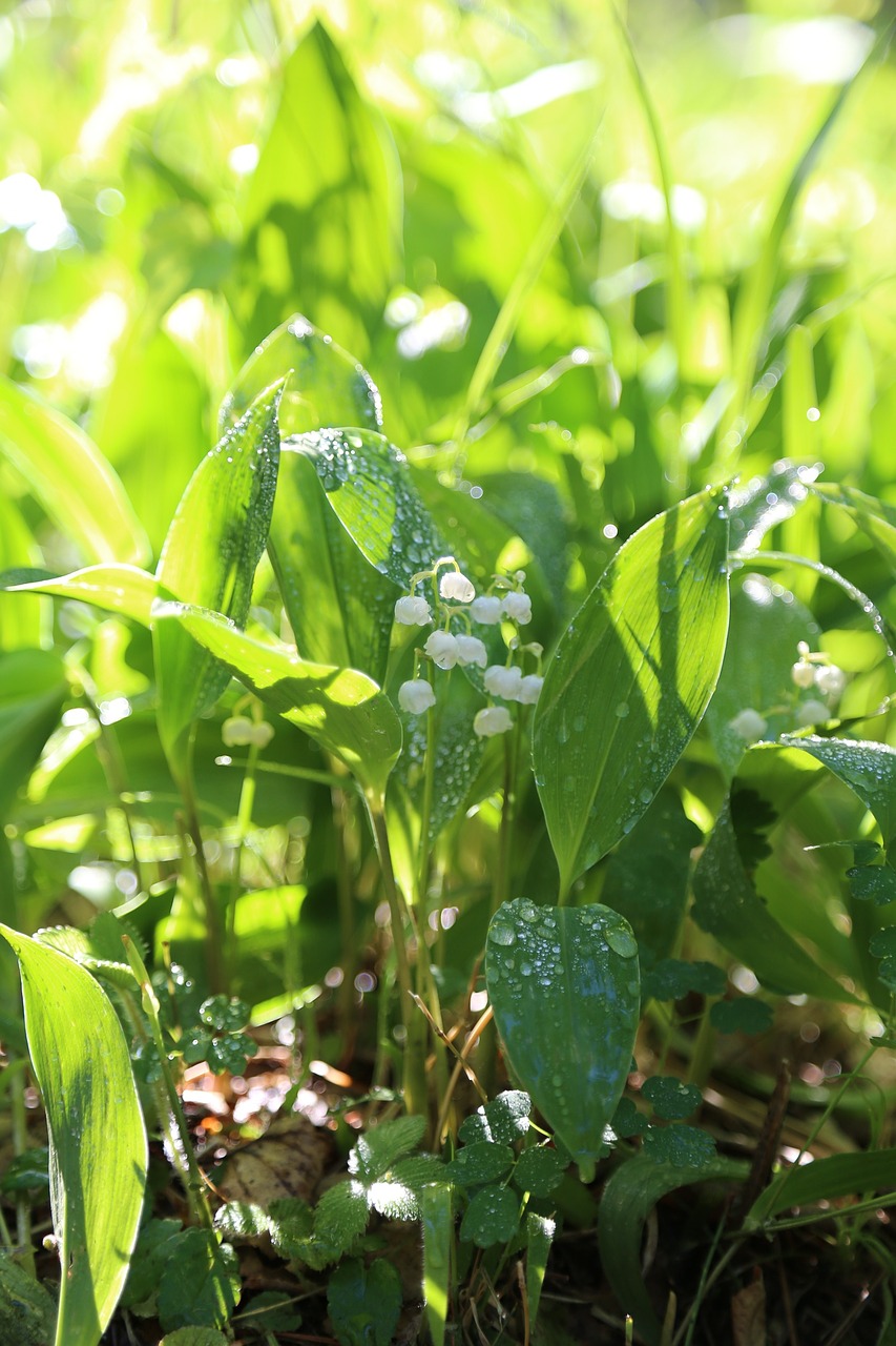 lily of the valley japan lily of the valley ran free photo