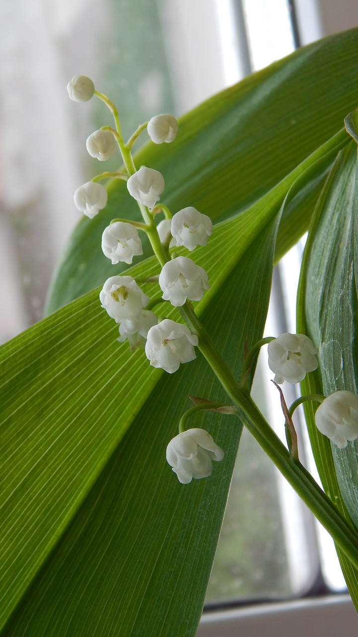 lily of the valley white flowers spring free photo