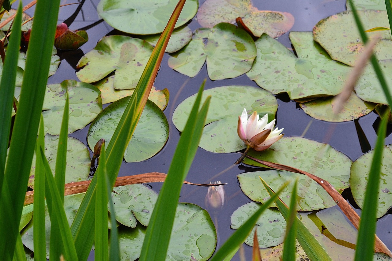 lily pad lily flower pond free photo