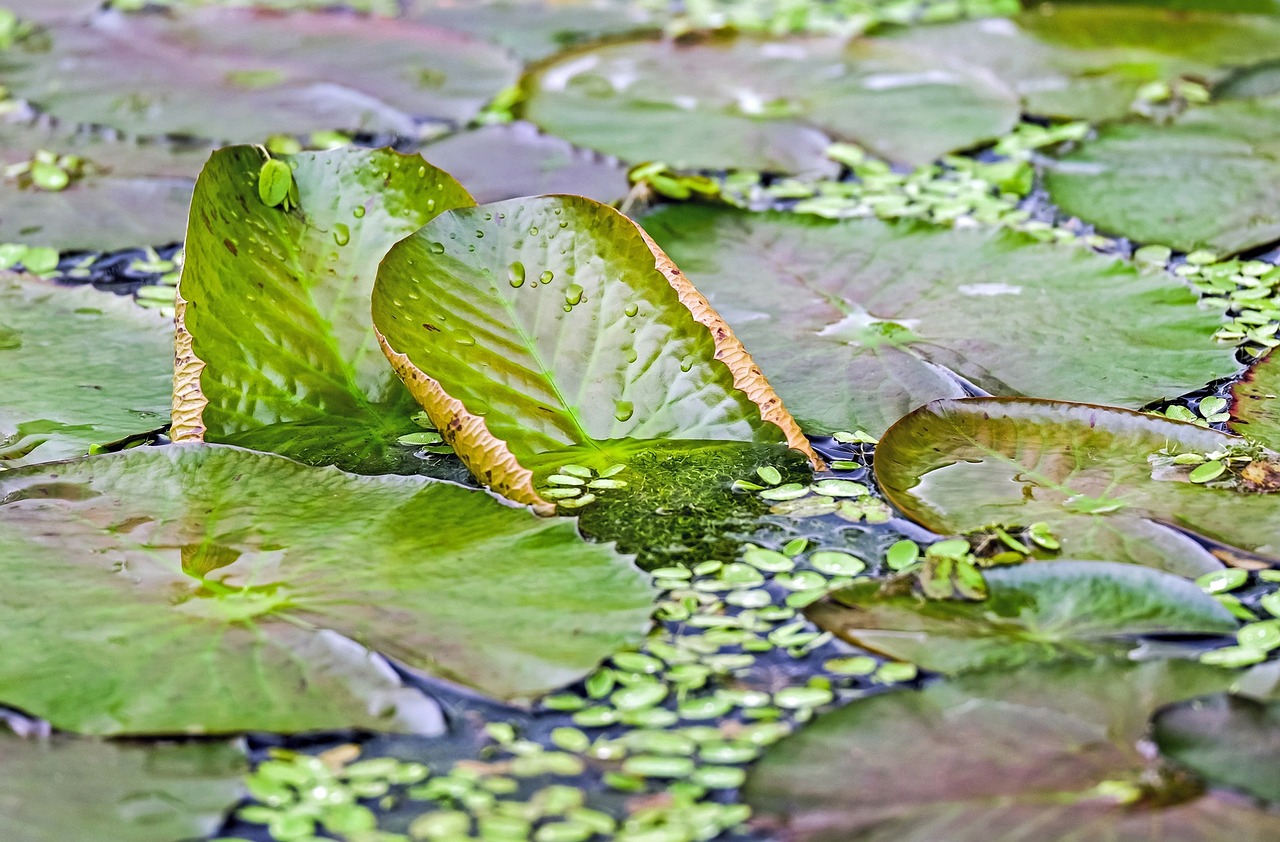 lily pad water quiet free photo