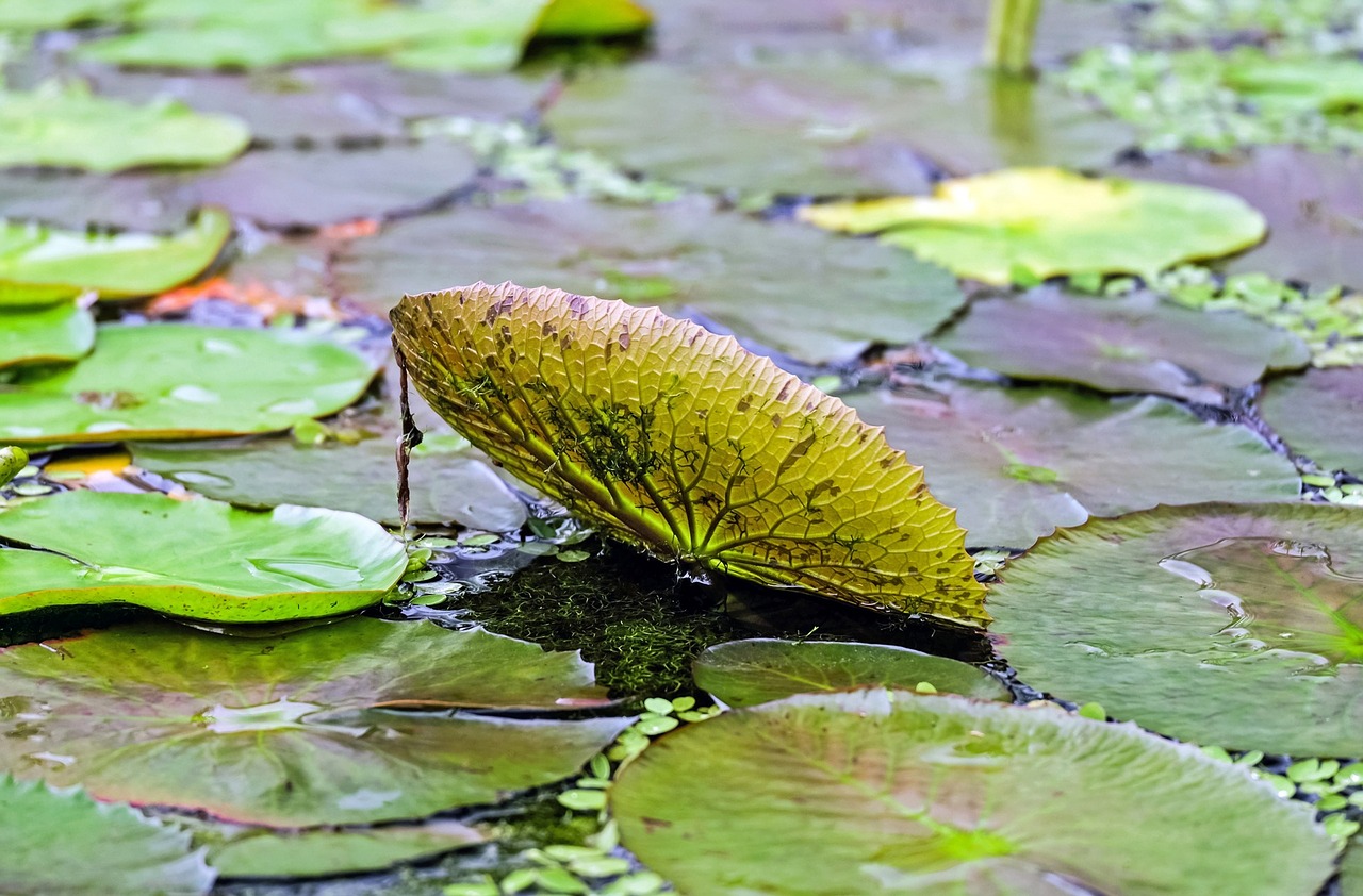 lily pad water pond plant free photo