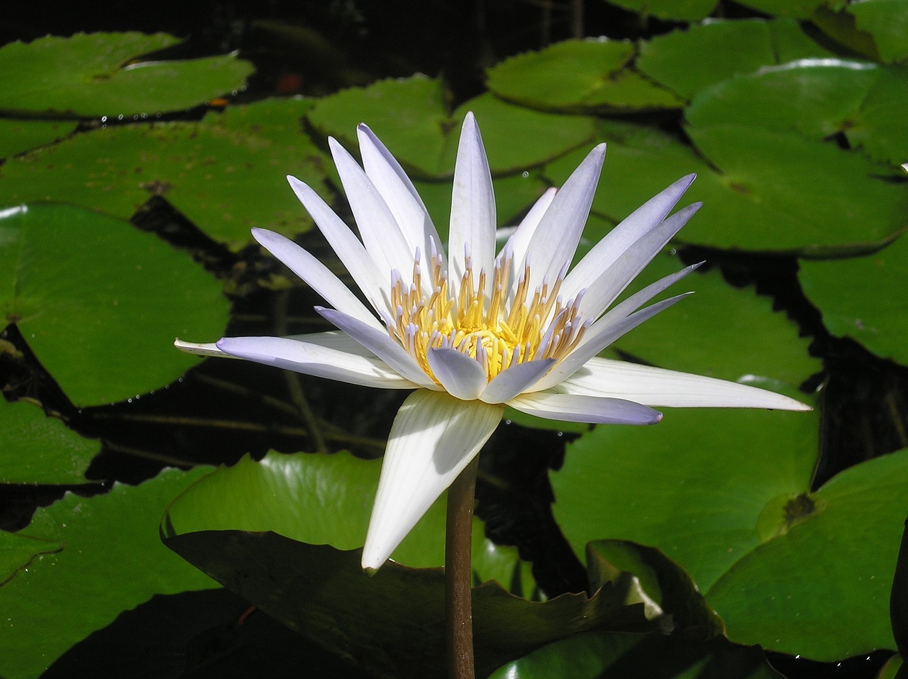 lily pad water flower pond lily free photo