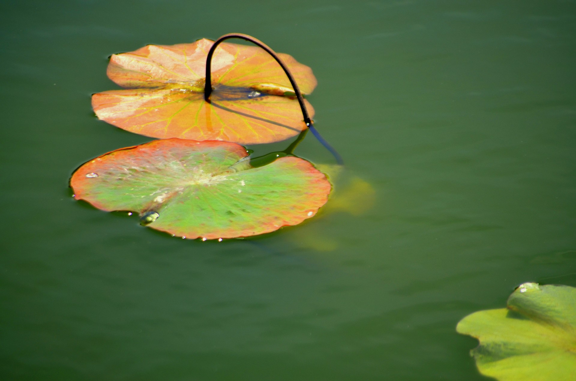 lily pad water nature free photo
