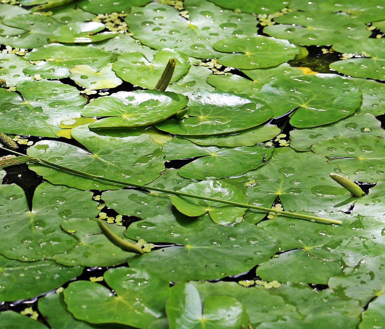 lily pad leaves pond free photo
