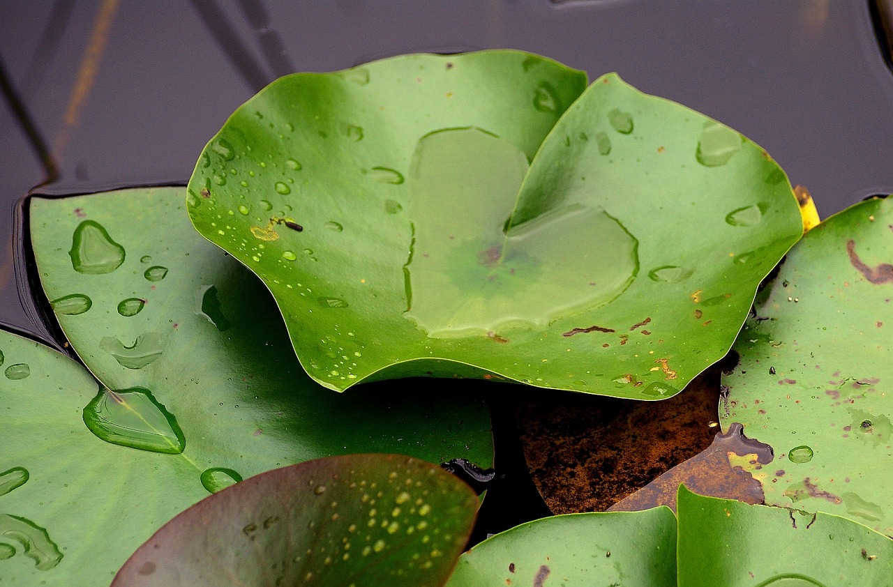 lily pad green rain free photo