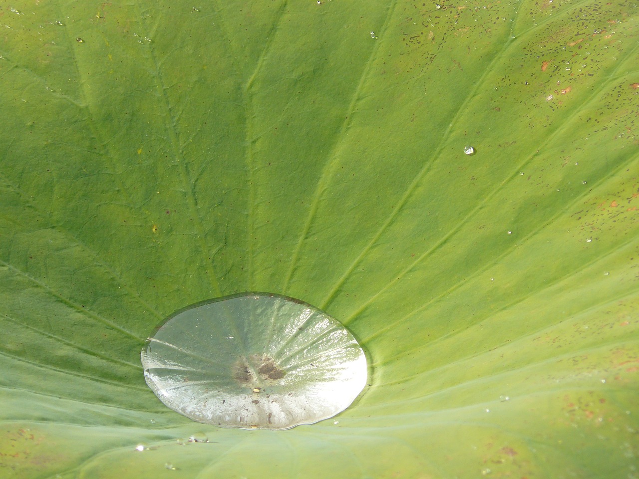 lily pad green dewdrop free photo