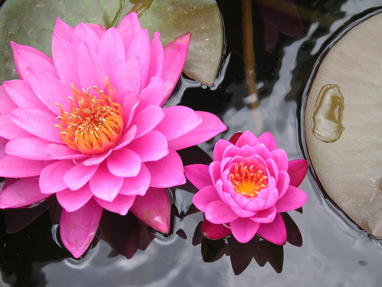 lily pad flower pink free photo