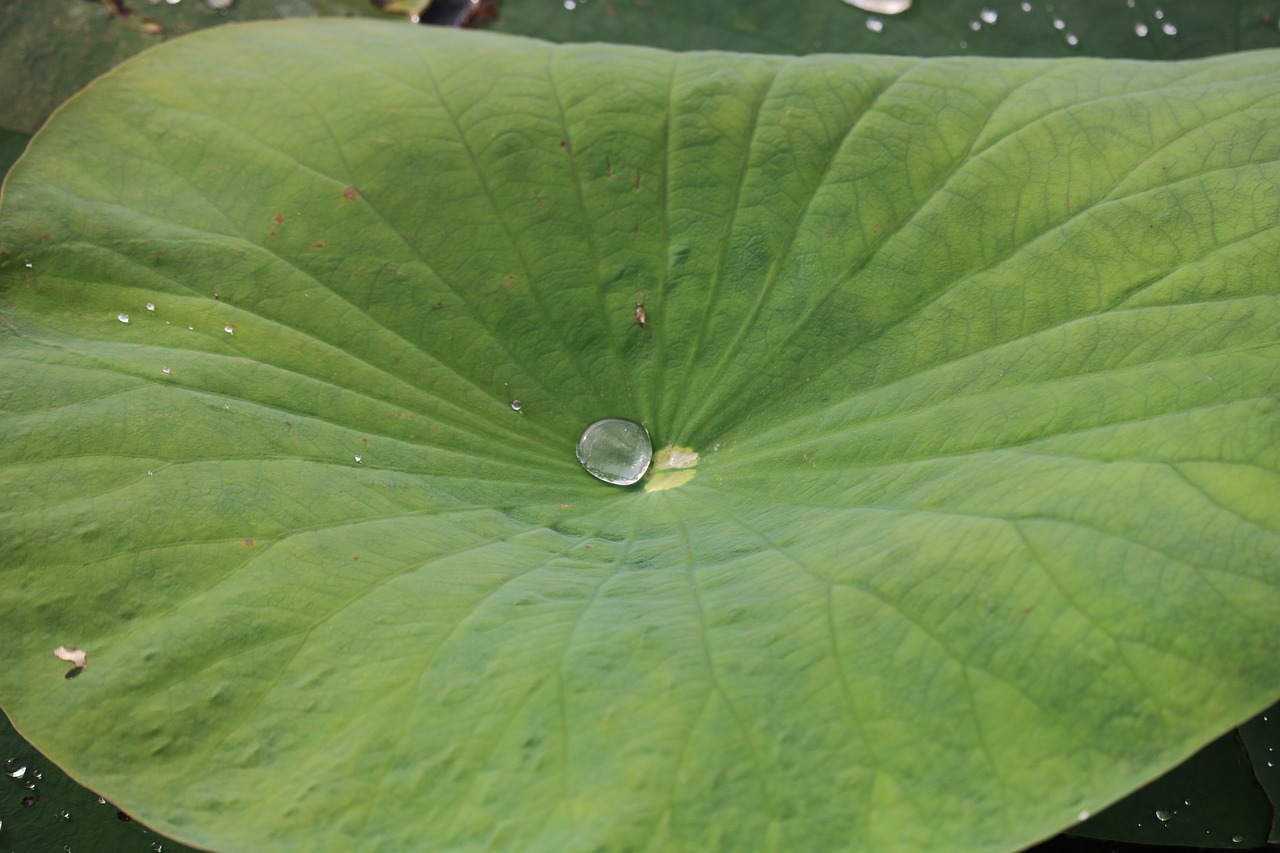 lily pad water pond free photo