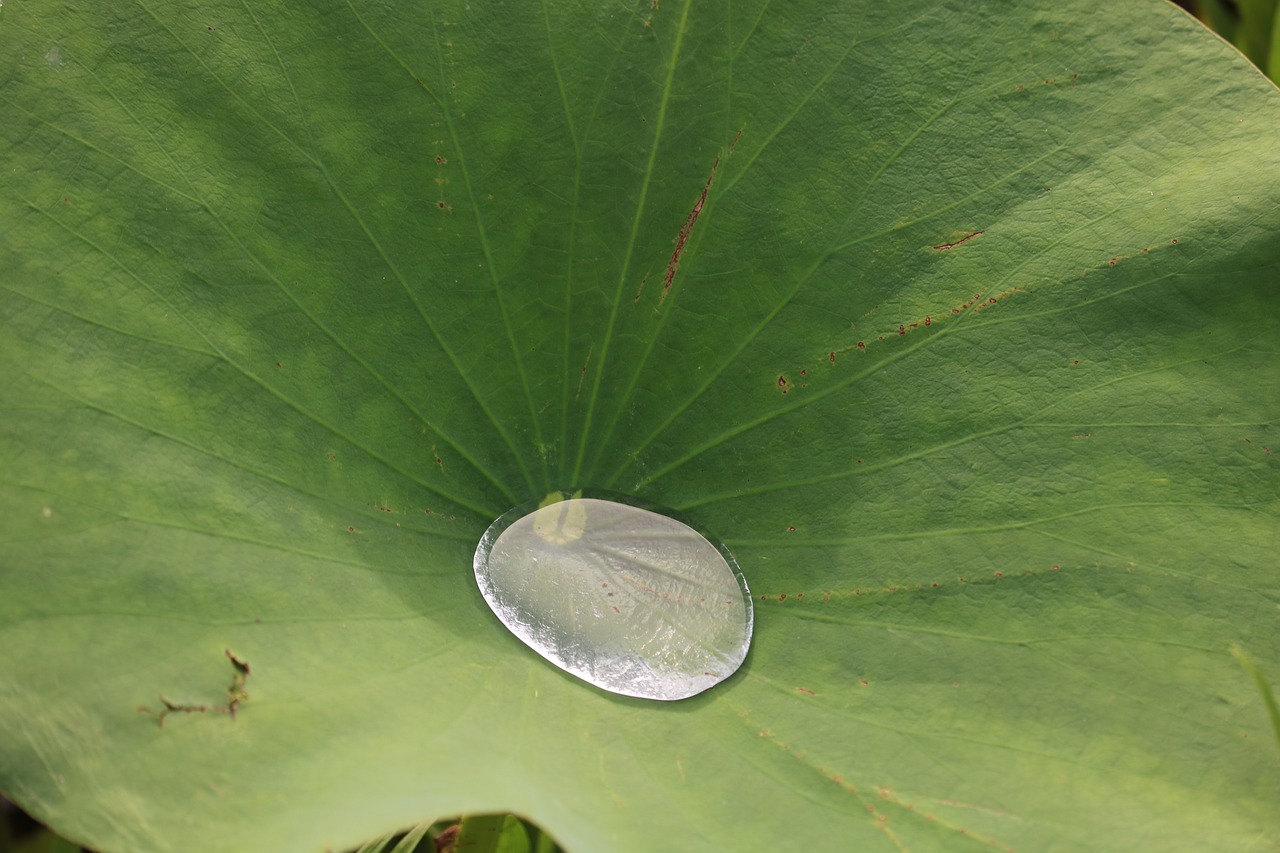 lily pad water pond free photo