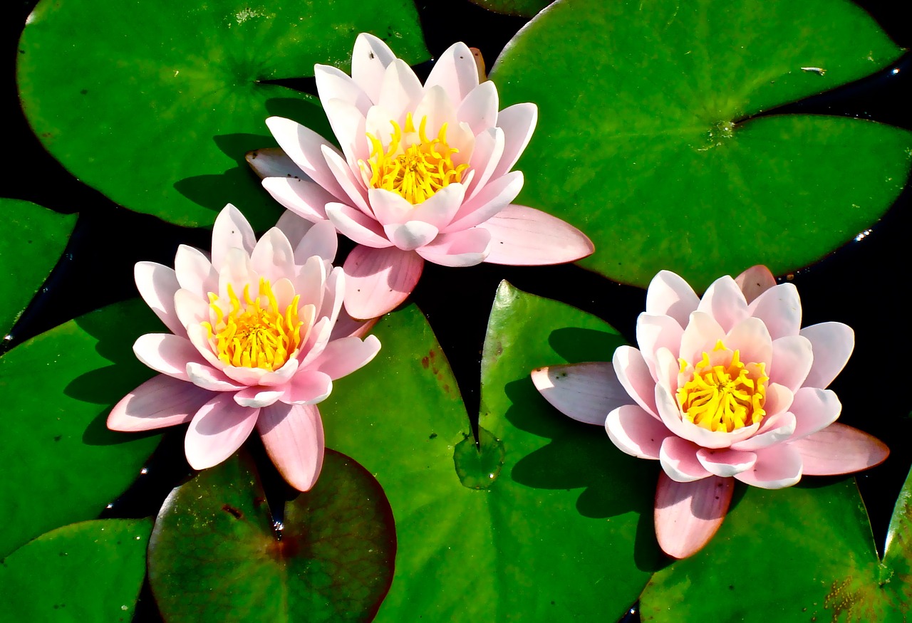 lily pad lilies flower free photo