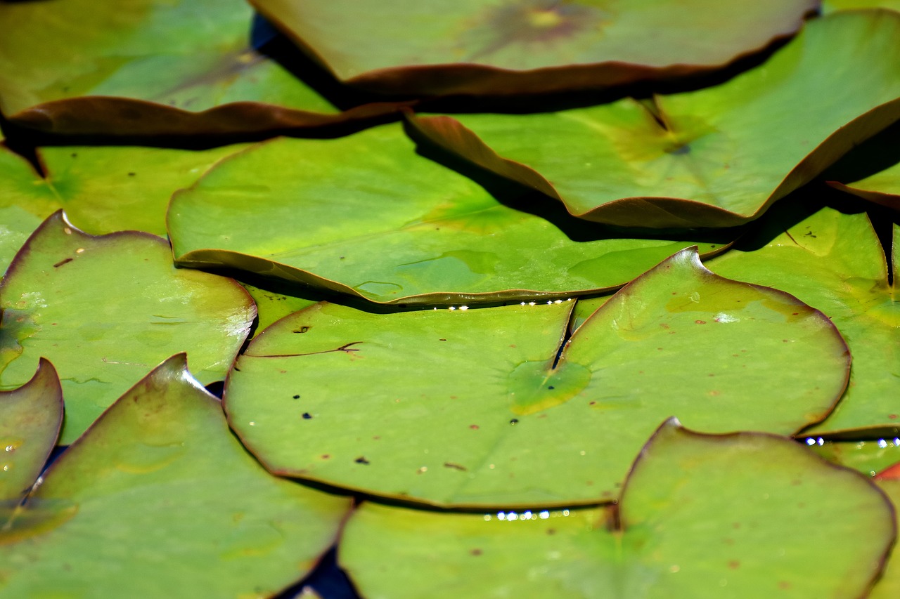 lily pad pond green free photo