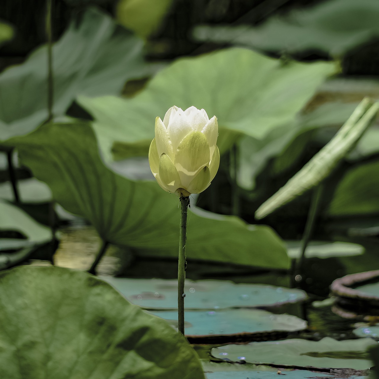 lily pad flower nature free photo