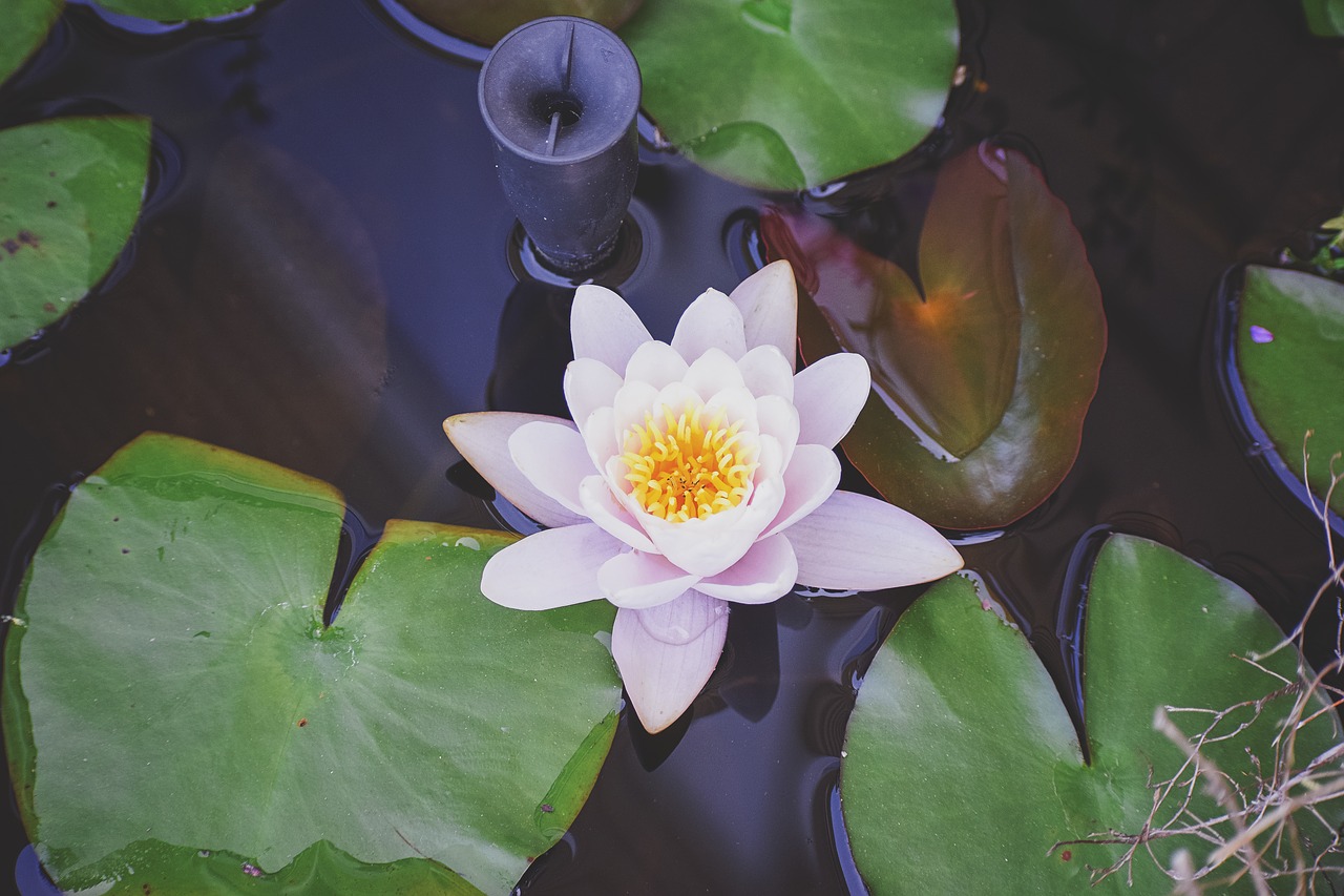 lily pad lily flower free photo