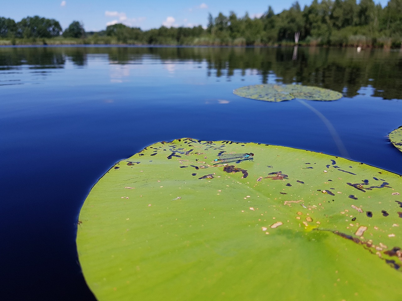 lily pad  dragonfly  insect free photo