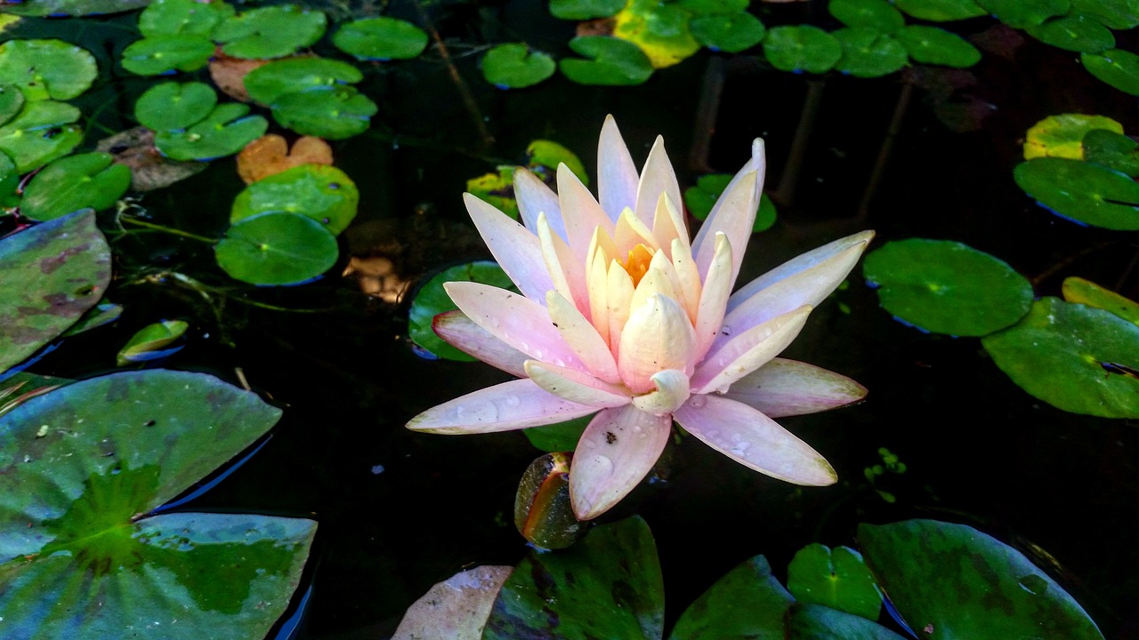 lily pad  water  pink free photo