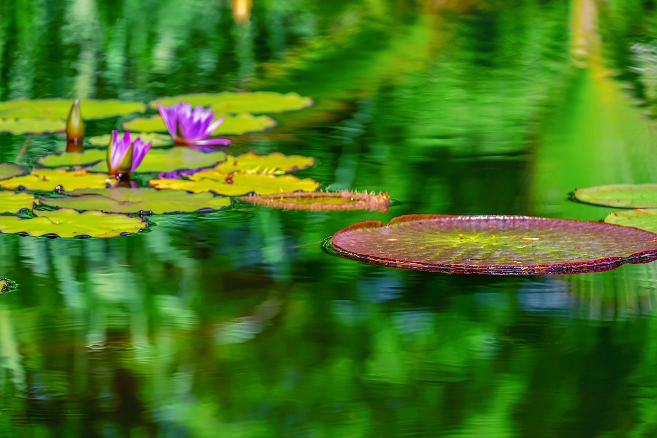 lily pad  seerosen plate  circular free photo