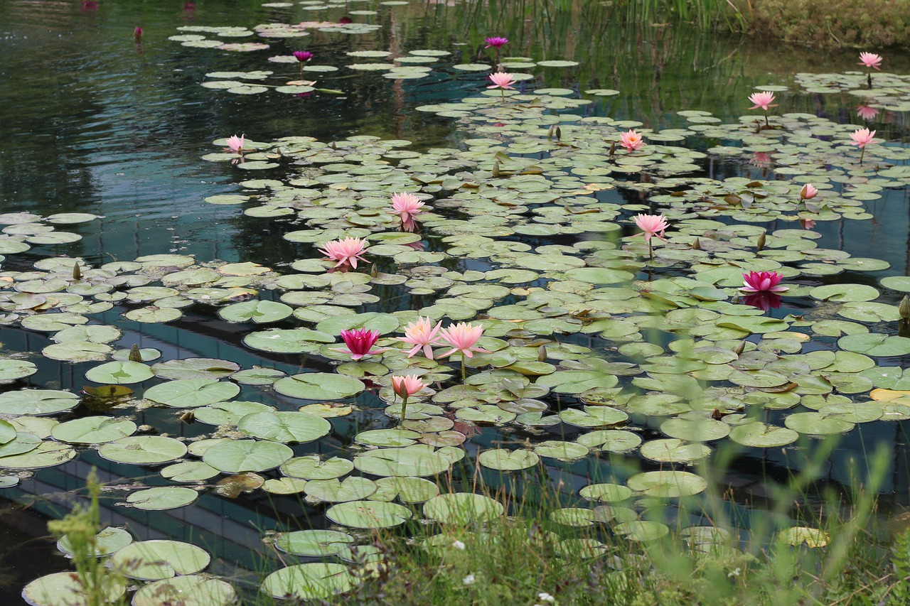 lily pad  pond  lotus free photo