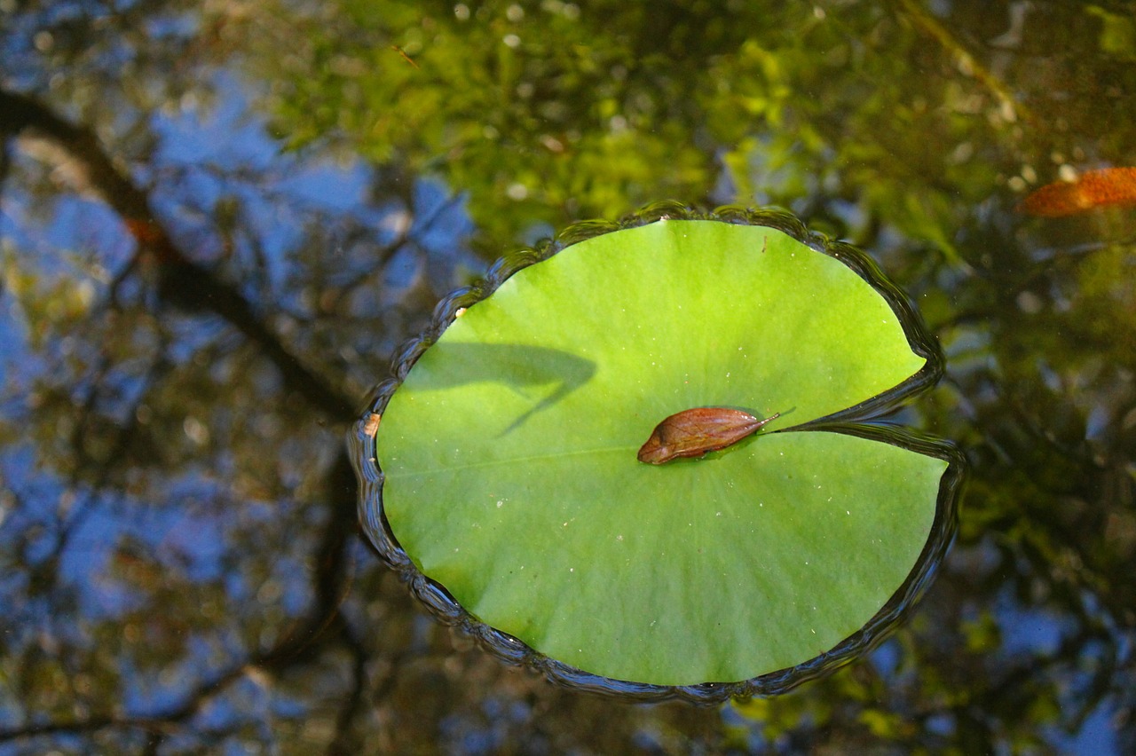 lily pad water pond free photo