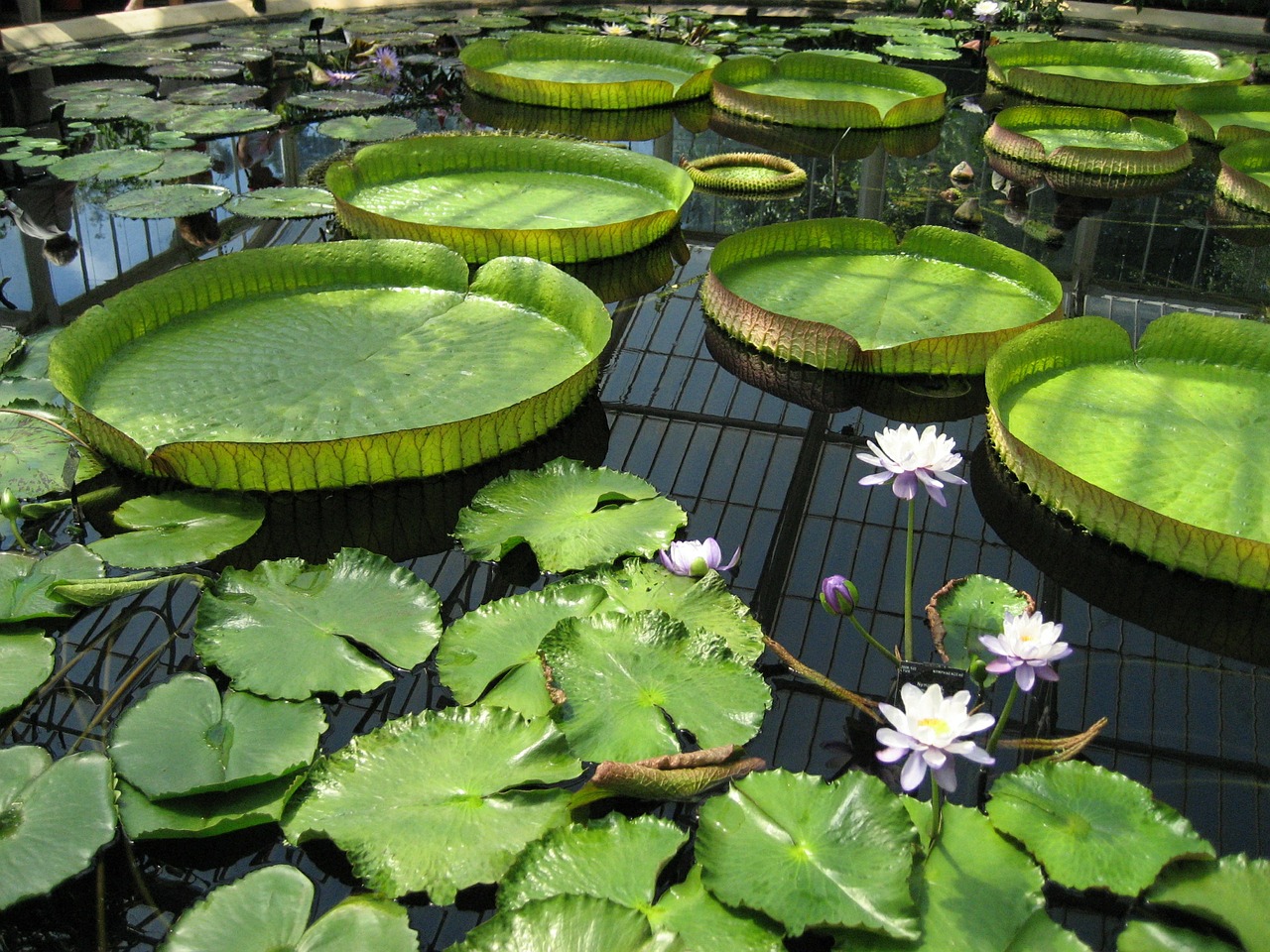 lily pad pond kew gardens free photo