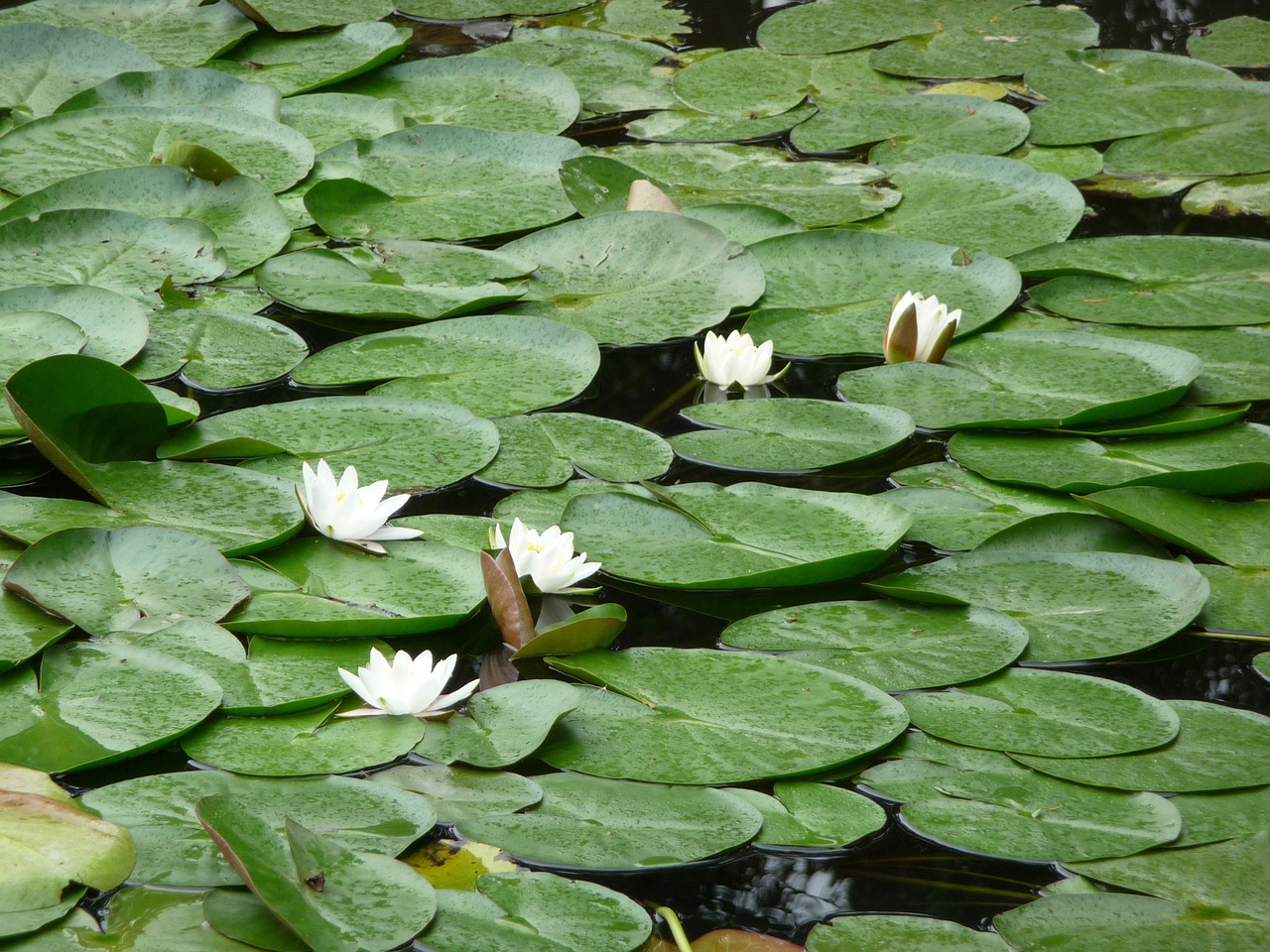 lily pad pond water free photo