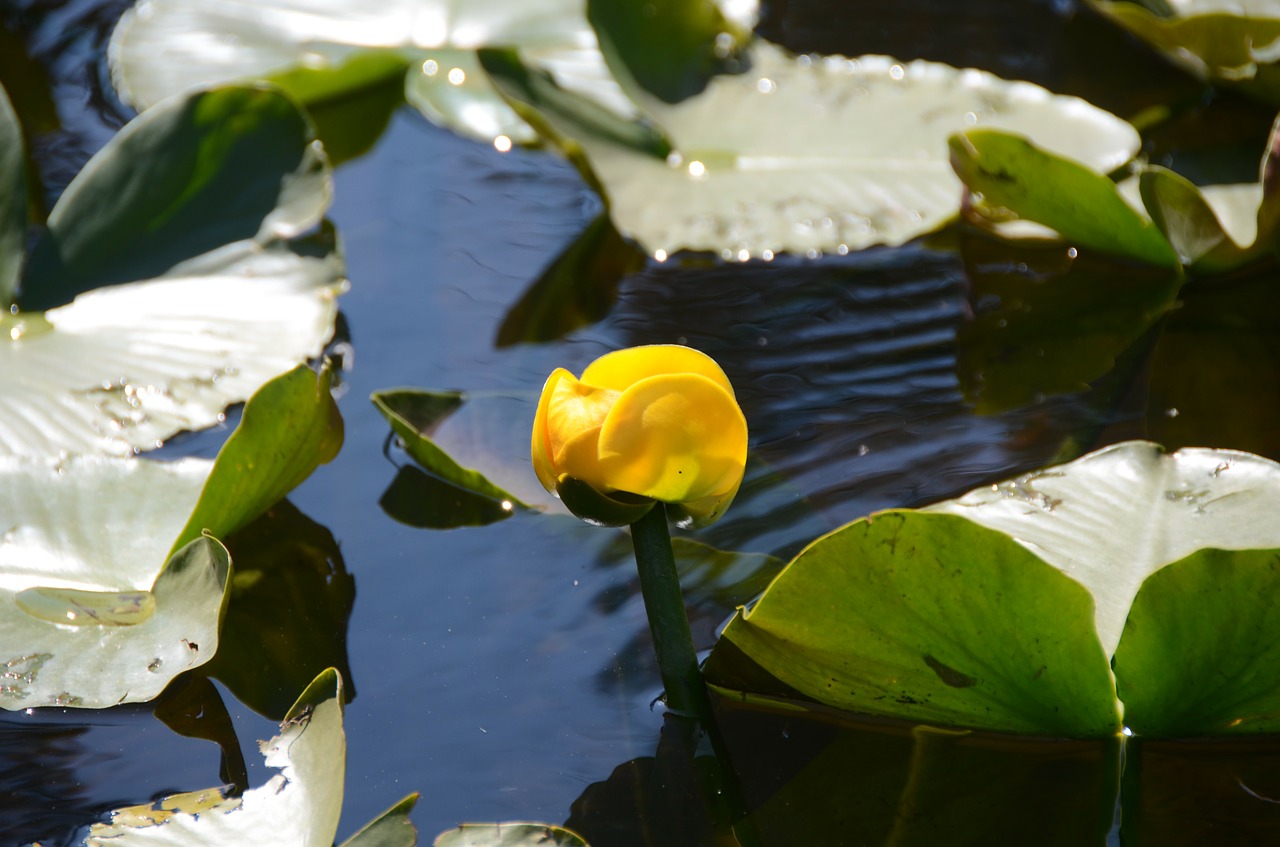 lily pad leaves water free photo