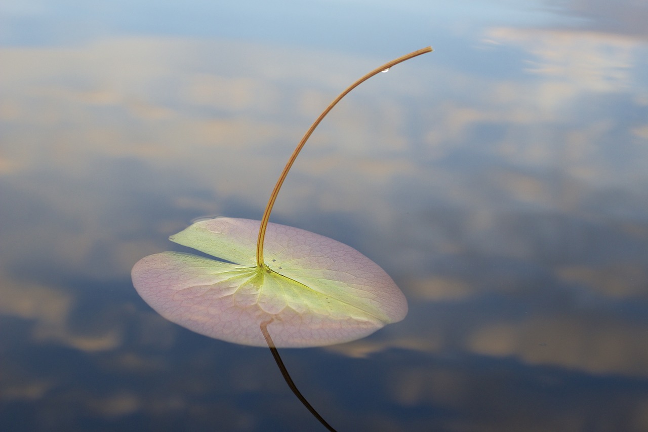 lily pad bwca boundary waters canoe area free photo