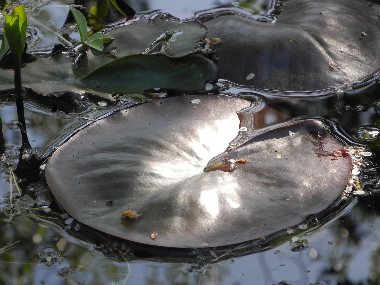 lily pad sunlight close free photo