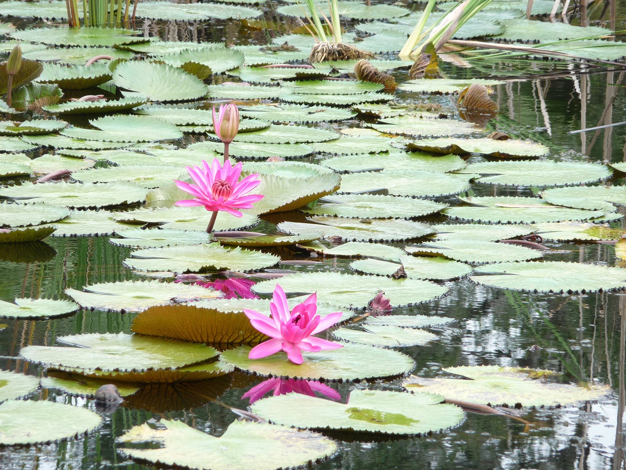 lily pad pond lily flower free photo