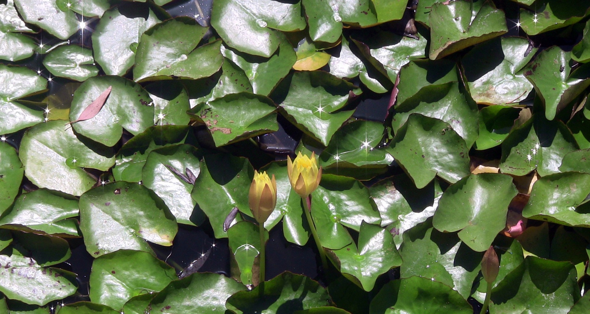 background lily lily pads free photo