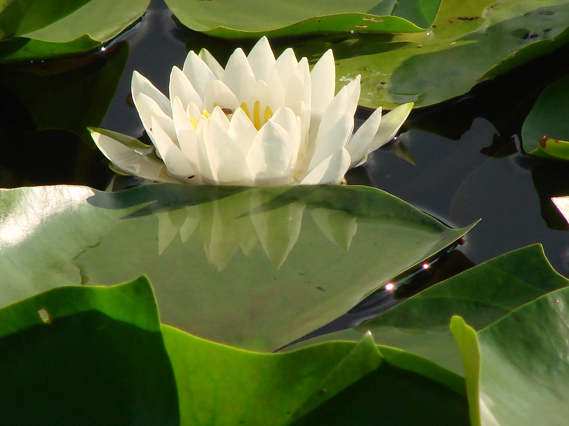 white water lily water float free photo