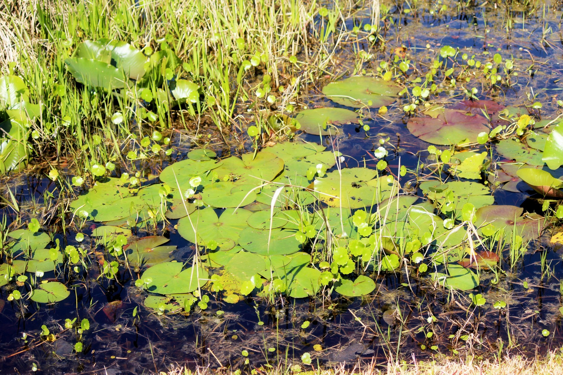 lily pads nature water free photo