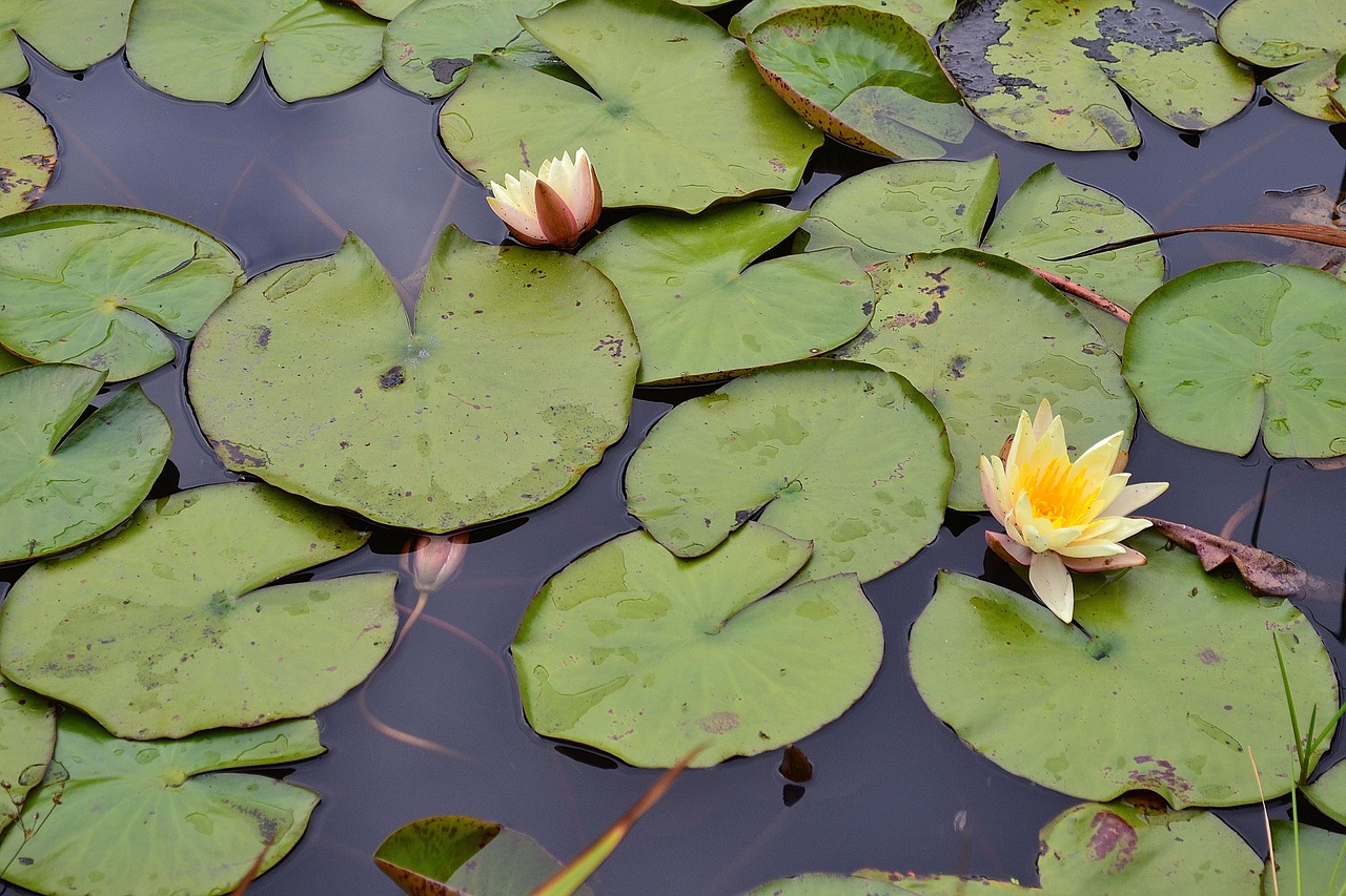 lily pads yellow flower blossom free photo