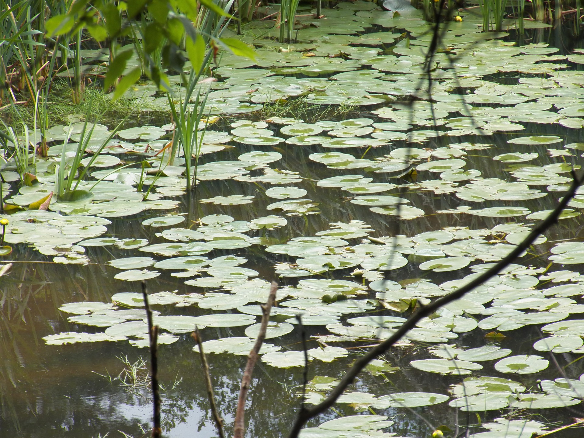lily pads flower flowers free photo