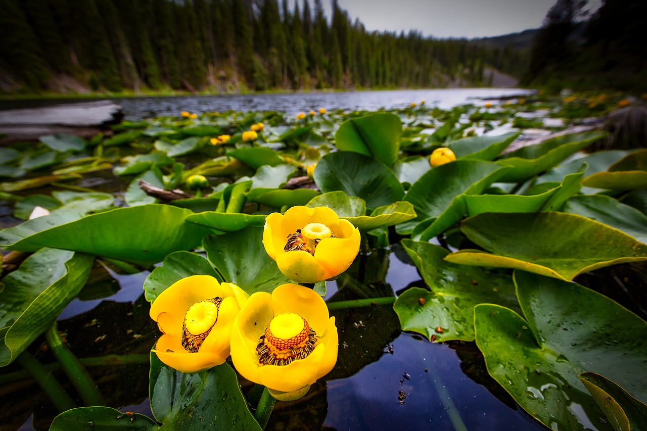 lily pads blooming flowers free photo