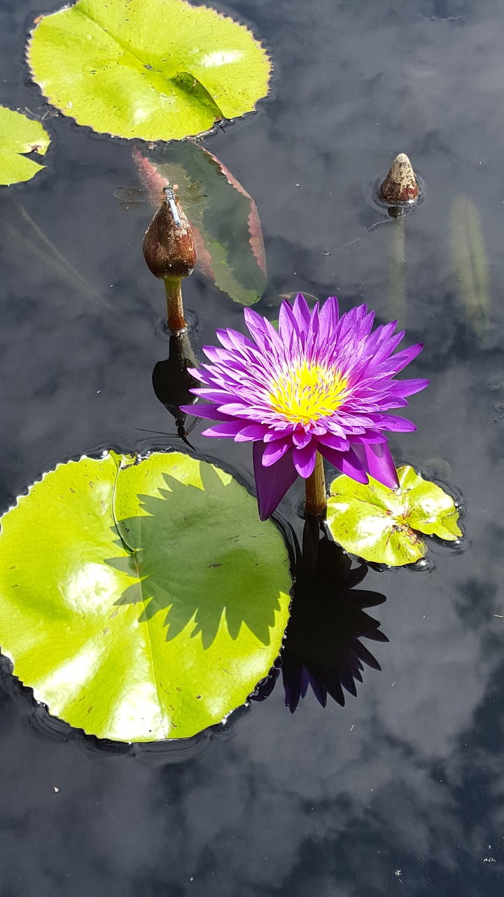 lily pads flower pond free photo