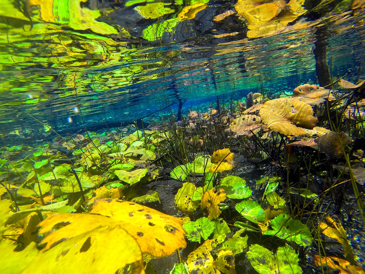 lily pads water paradise free photo