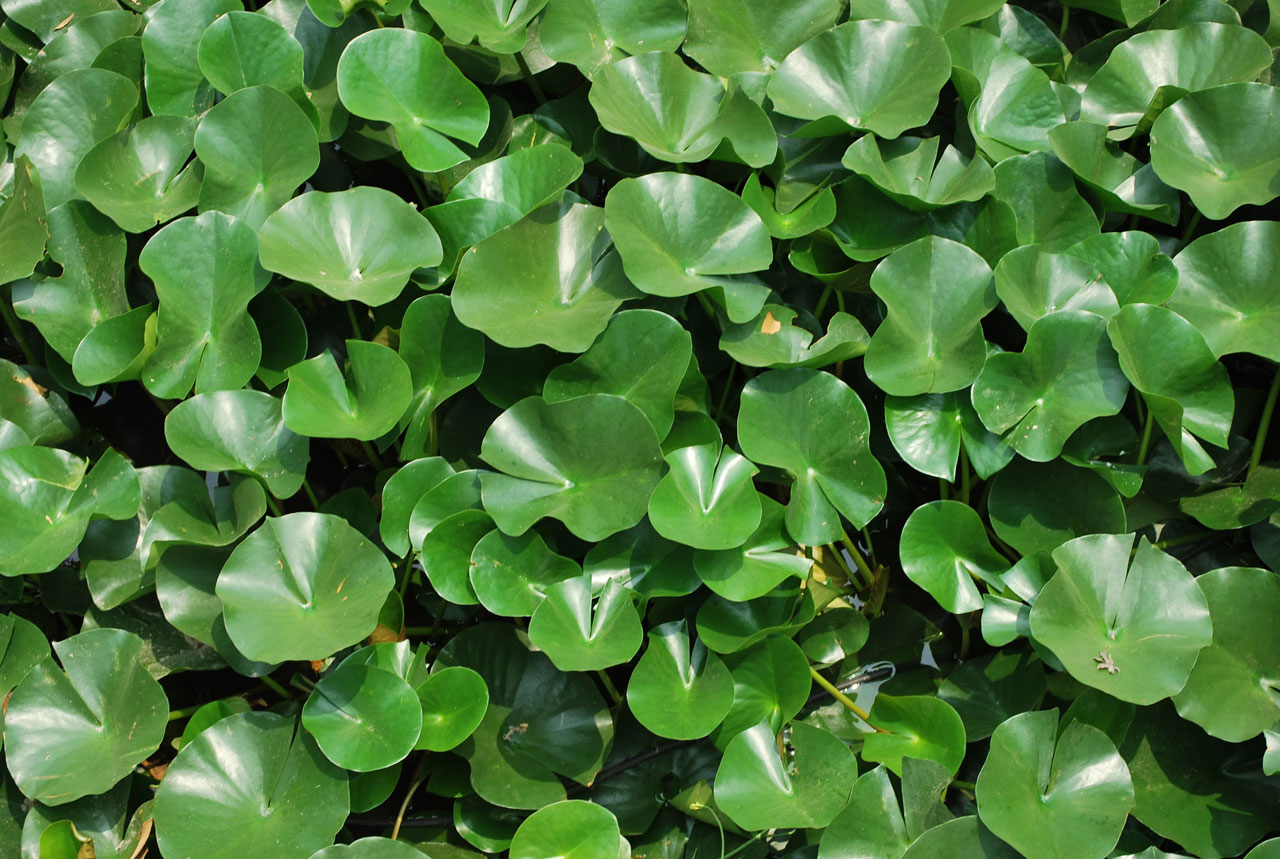 lily pad leaves free photo