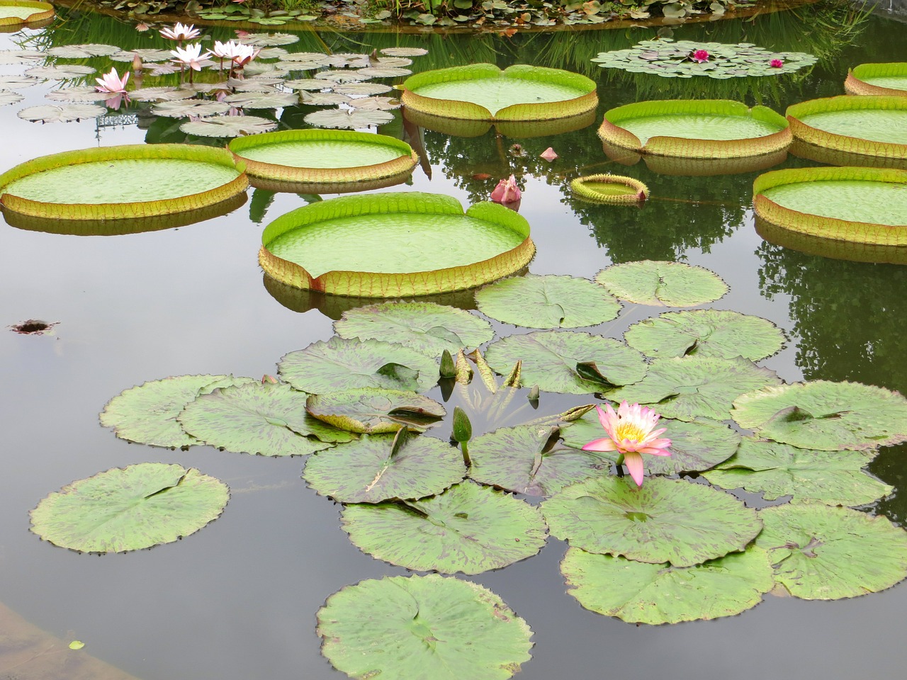 lily pads pond water lily free photo