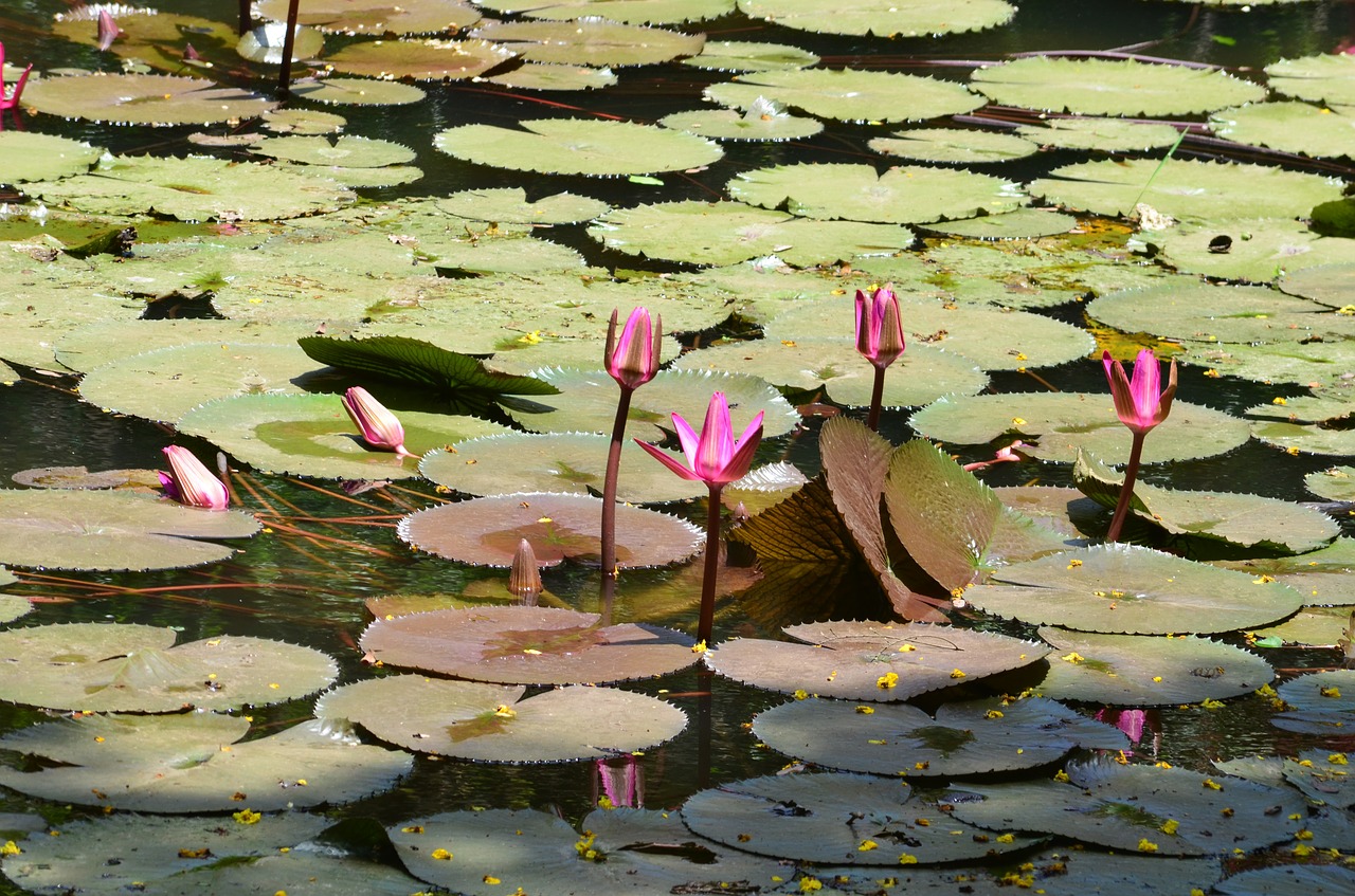 lily pads lotus flower free photo