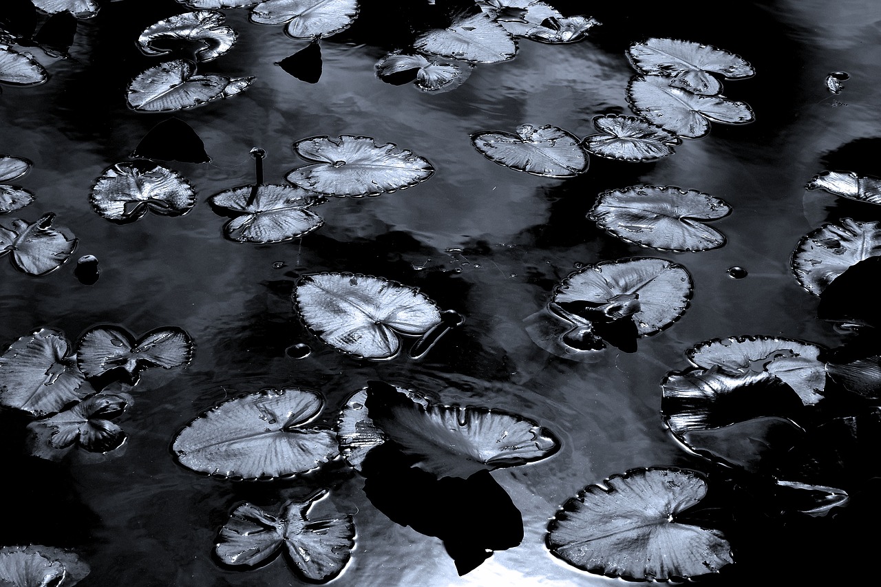 lily pads  black and white  pond free photo