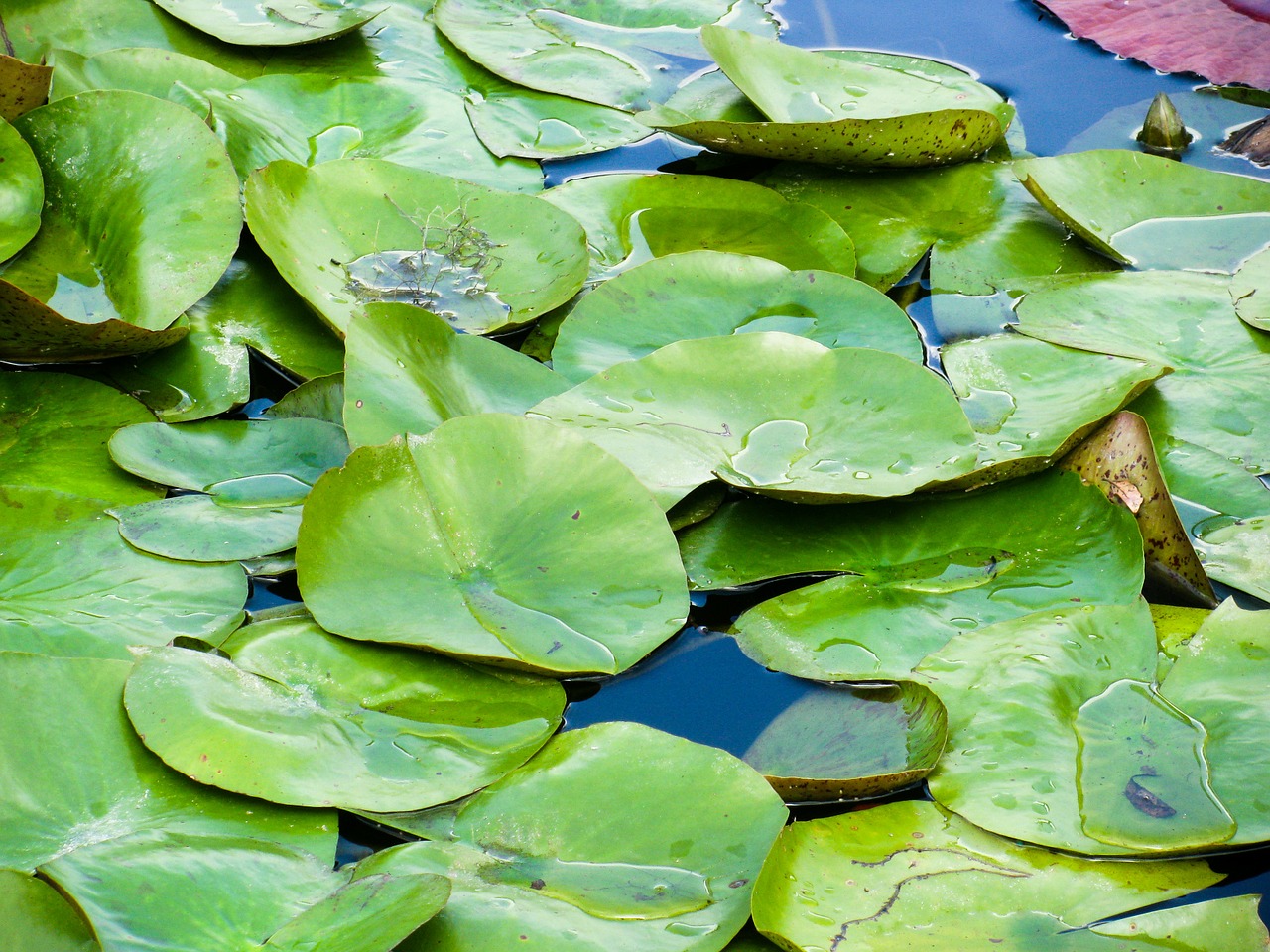 lily pads water plant pond free photo