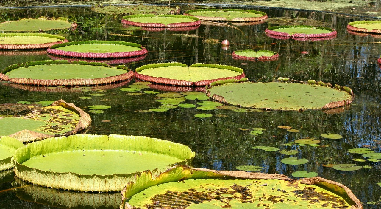 lily pads pond aquatic free photo